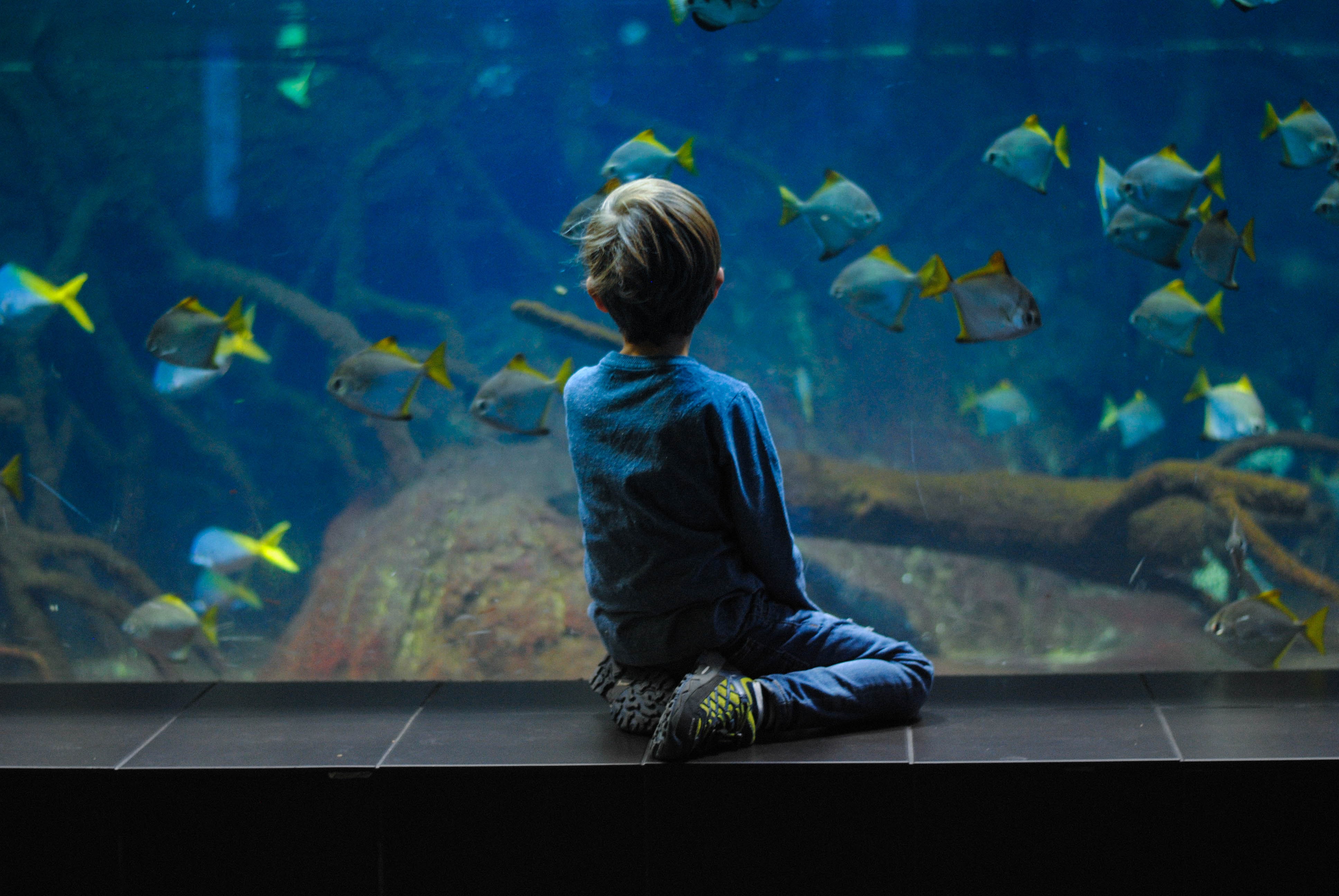 niño observando tanque de peces en acuario